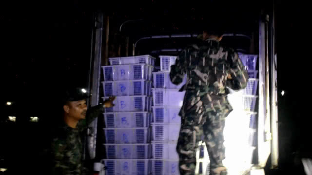 จับงูเห่างูจงอาง 2,730 ตัว เตรียมส่งข้ามลาว