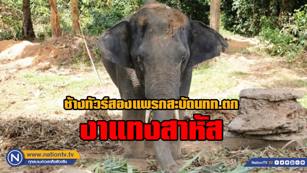 ช้างทัวร์สองแพรกสะบัดนักท่องเที่ยวตกจากหลังงาแทงสาหัส ช้างทัวร์สองแพรกสะบัดนักท่องเที่ยวตกจากหลังงาแทงสาหัส