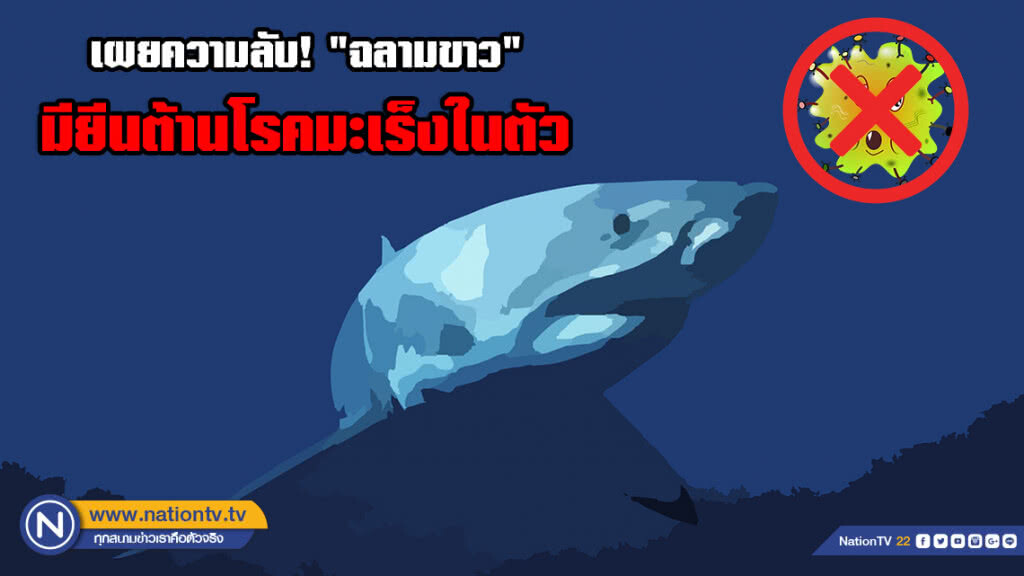 สื่อนอก เปิดผลวิจัย "ฉลามขาว" มียีนต้านโรคมะเร็งในตัว