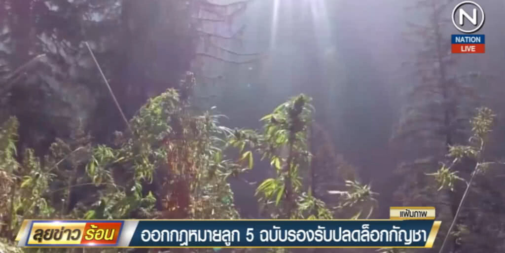 (คลิปข่าว) เตรียมออกกฏหมายรองรับปลดล็อกกัญชา