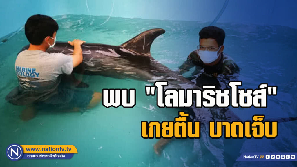 พบ 'โลมาริซโซส์' เกยตื้น บาดเจ็บ บริเวณอ่าวไร่เลย์ตะวันออก เร่งฟื้นฟูกลับคืนธรรมชาติ