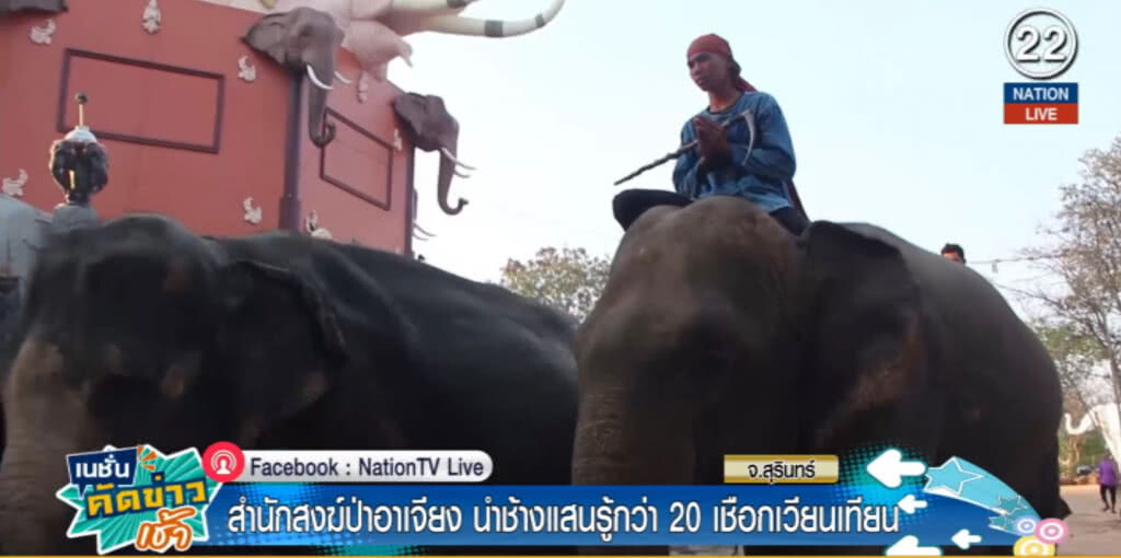 (คลิปข่าว) สำนักสงฆ์ป่าอาเจียง นำช้างแสนรู้กว่า 20 เชือกเวียนเทียน