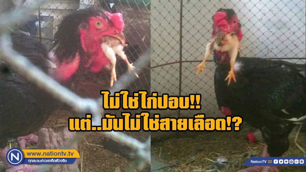 ไม่ใช่ไก่ปอบ!! แต่..มันไม่ใช่สายเลือด!?