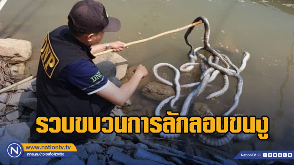 รวบขบวนการลักลอบขนงู ข้ามฝากไปลาว นับพันหลังเฝ้าติดตามพฤติกรรมหลายวัน