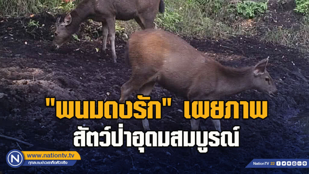 "พนมดงรัก" เผยภาพสัตว์ป่าอุดมสมบูรณ์ พร้อมออกลาดตระเวนเข้มข้นหลังพบภัยคุกคามในพื้นที่