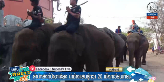 (คลิปข่าว) สำนักสงฆ์ป่าอาเจียง นำช้างแสนรู้กว่า 20 เชือกเวียนเทียน