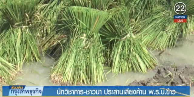 (คลิปข่าว) นักวิชาการค้าน พ.ร.บ.ข้าว ชี้ทำให้เสียเปรียบต่างชาติ
