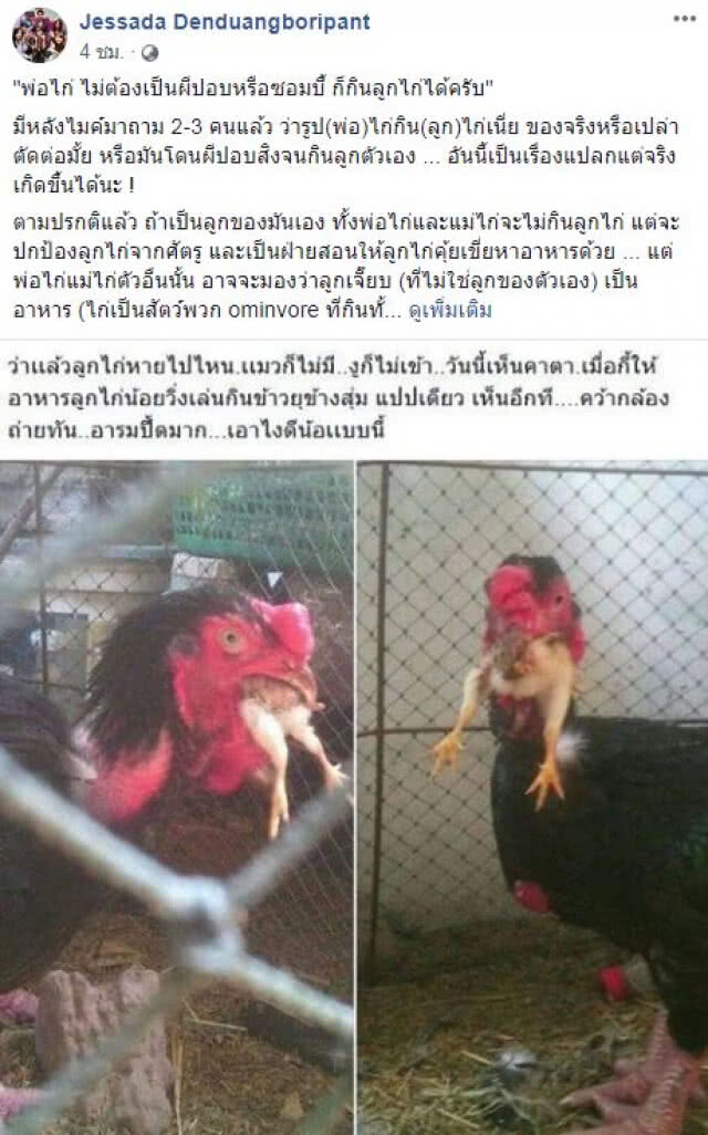 ไม่ใช่ไก่ปอบ!! แต่..มันไม่ใช่สายเลือด!?
