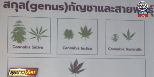 (คลิปข่าว) เตรียมออกกฏหมายรองรับปลดล็อกกัญชา