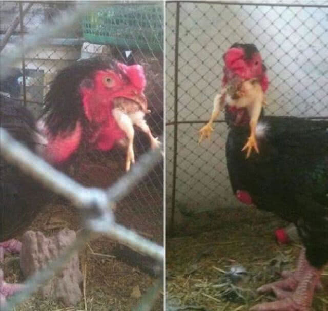 ไม่ใช่ไก่ปอบ!! แต่..มันไม่ใช่สายเลือด!?