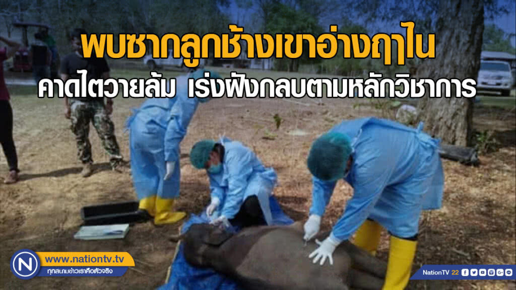 พบซากลูกช้างเขาอ่างฤาไน​ คาดไตวายล้ม​ เร่งฝังกลบตามหลักวิชาการ