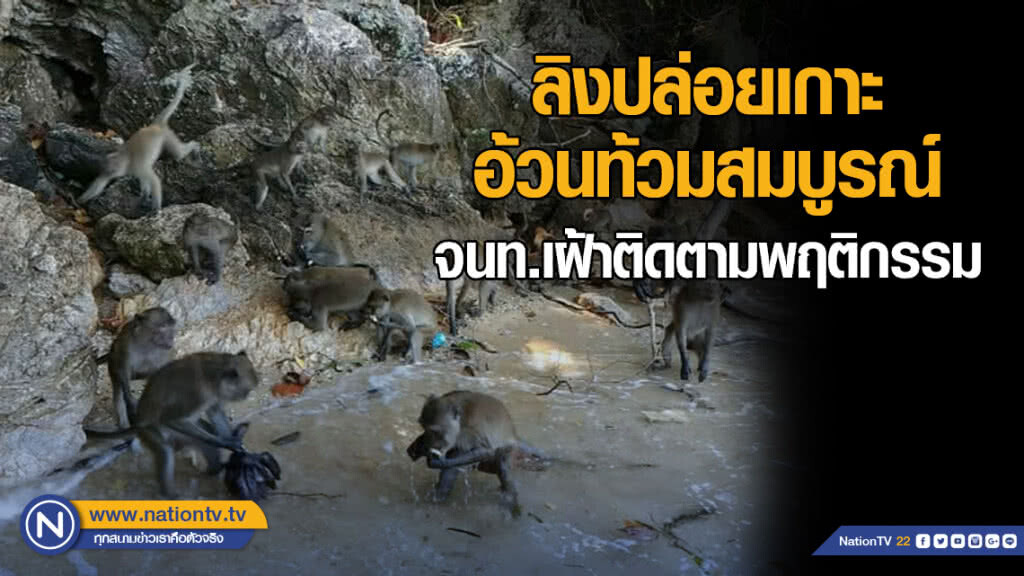 ลิงปล่อยเกาะอ้วนท้วมสมบูรณ์ จนท.นำอาหารไปส่ง เฝ้าติดตามพฤติกรรม ลิงปล่อยเกาะอ้วนท้วมสมบูรณ์ จนท.นำอาหารไปส่ง เฝ้าติดตามพฤติกรรม
