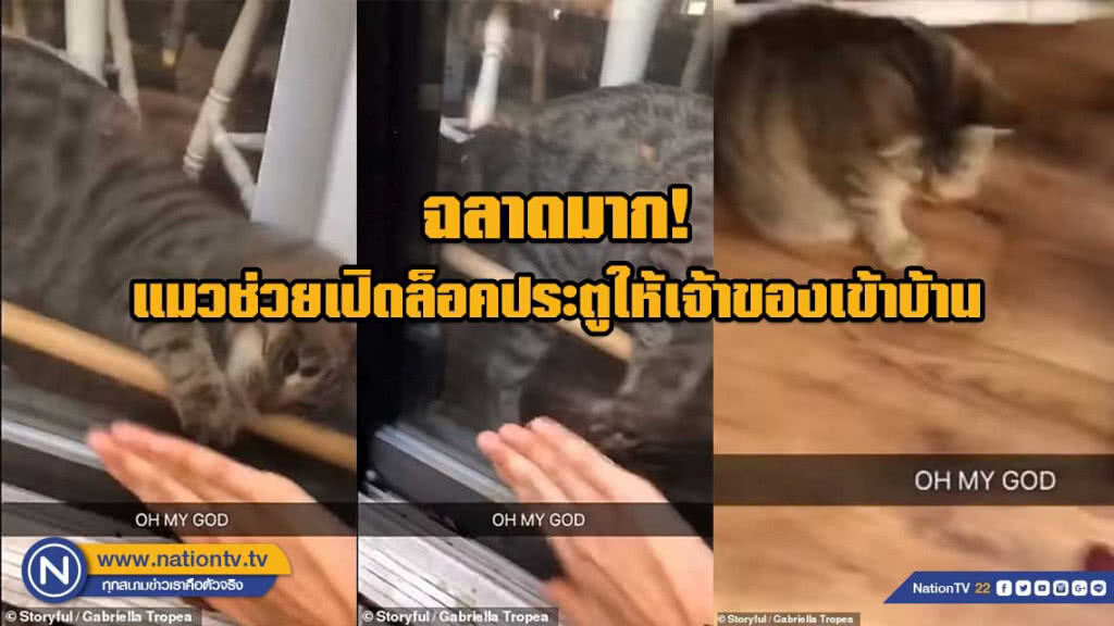 ฉลาดมาก! แมวช่วยเปิดล็อคประตูให้เจ้าของเข้าบ้าน ฉลาดมาก! แมวช่วยเปิดล็อคประตูให้เจ้าของเข้าบ้าน