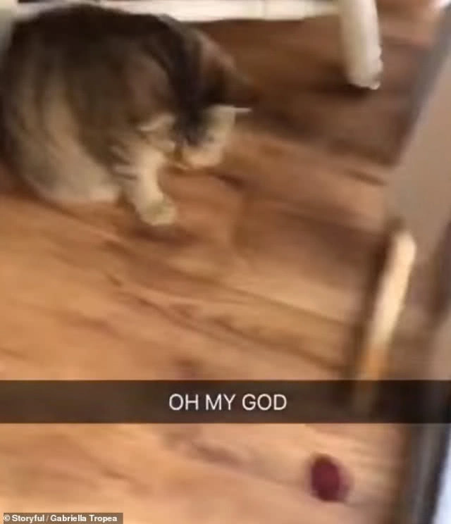 ฉลาดมาก! แมวช่วยเปิดล็อคประตูให้เจ้าของเข้าบ้าน