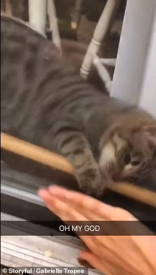 ฉลาดมาก! แมวช่วยเปิดล็อคประตูให้เจ้าของเข้าบ้าน