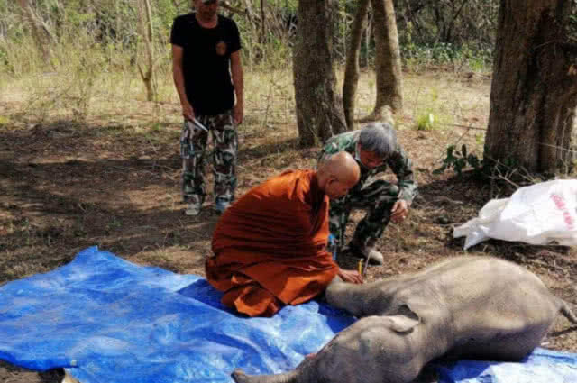 พบซากลูกช้างเขาอ่างฤาไน​ คาดไตวายล้ม​ เร่งฝังกลบตามหลักวิชาการ