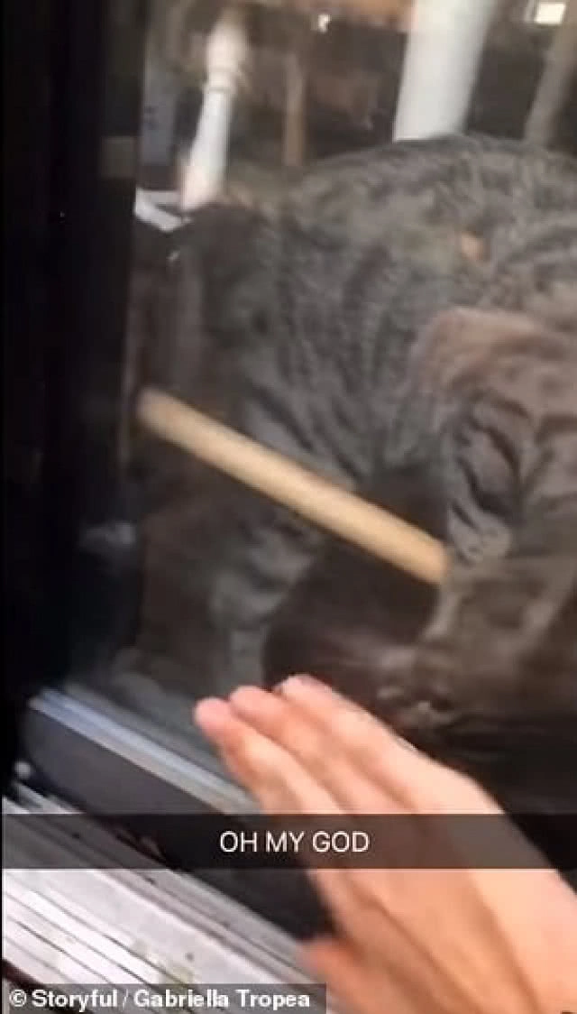 ฉลาดมาก! แมวช่วยเปิดล็อคประตูให้เจ้าของเข้าบ้าน