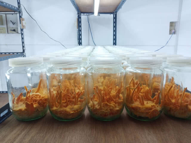 เพาะเห็ดถั่งเช่า สร้างรายได้ 5 แสน/เดือน