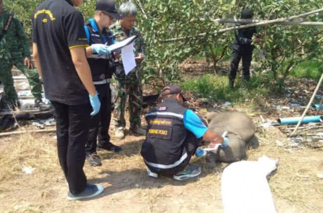 พบซากลูกช้างเขาอ่างฤาไน​ คาดไตวายล้ม​ เร่งฝังกลบตามหลักวิชาการ