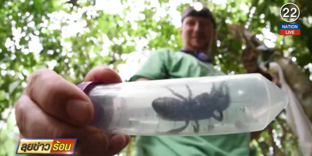 (คลิปข่าว) พบผึ้งยักษ์ตัวใหญ่สุดในโลก ครั้งแรกในรอบ 38 ปี