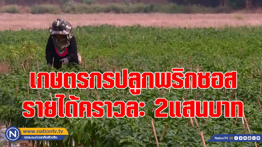 เกษตรกรปลูกพริกซอสรายได้คราวละ2แสนบาท