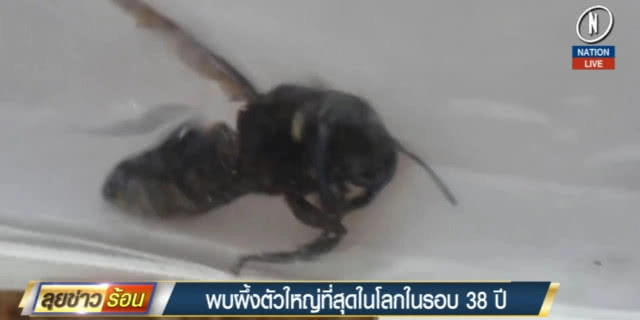 (คลิปข่าว) พบผึ้งยักษ์ตัวใหญ่สุดในโลก ครั้งแรกในรอบ 38 ปี