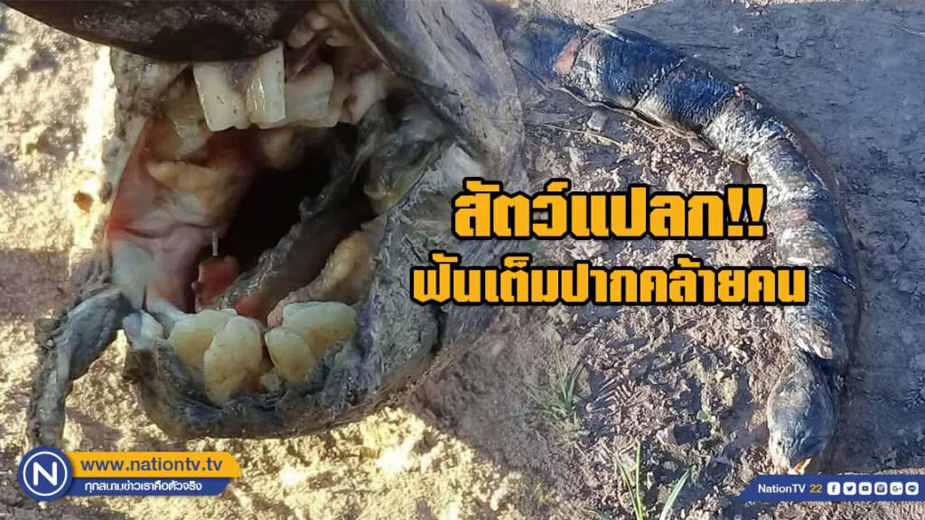 อาร์เจนตินาผวาเจอสัตว์แปลกมีฟันเต็มปากคล้ายคน อาร์เจนตินาผวาเจอสัตว์แปลกมีฟันเต็มปากคล้ายคน