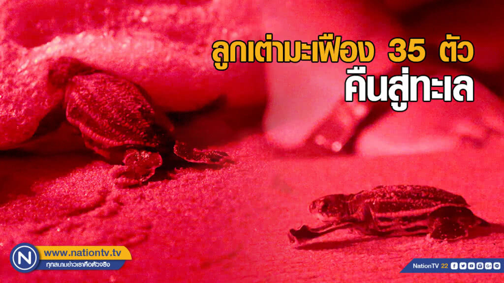 เฮลั่นหาด! "ลูกเต่ามะเฟือง" 35 ตัวรอดชีวิต จนท.ช่วยคืนสู่ทะเลสำเร็จ