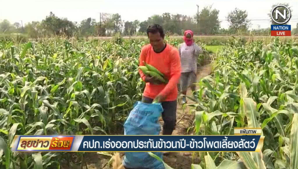 (คลิปข่าว) คปภ.เร่งออกประกันภัยข้าวนาปี-ข้าวโพดเลี้ยงสัตว์ (คลิปข่าว) คปภ.เร่งออกประกันภัยข้าวนาปี-ข้าวโพดเลี้ยงสัตว์