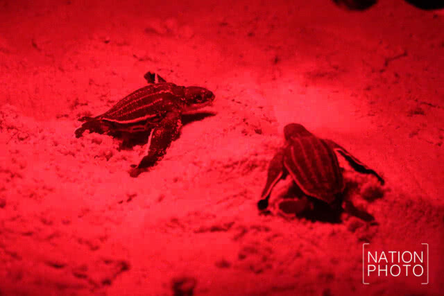 เฮลั่นหาด! "ลูกเต่ามะเฟือง" 35 ตัวรอดชีวิต จนท.ช่วยคืนสู่ทะเลสำเร็จ