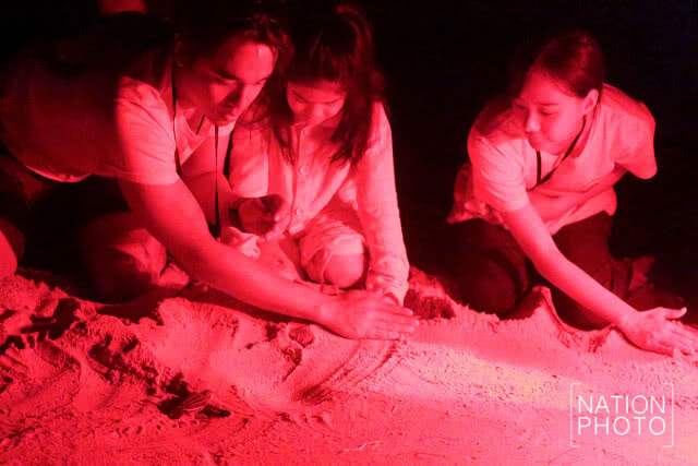 เฮลั่นหาด! "ลูกเต่ามะเฟือง" 35 ตัวรอดชีวิต จนท.ช่วยคืนสู่ทะเลสำเร็จ