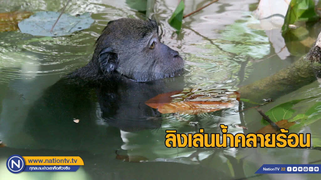 ลิงเล่นน้ำคลายร้อน สะท้อนภัยแล้งเริ่มมาเยือนภาคใต้ ลิงเล่นน้ำคลายร้อน สะท้อนภัยแล้งเริ่มมาเยือนภาคใต้