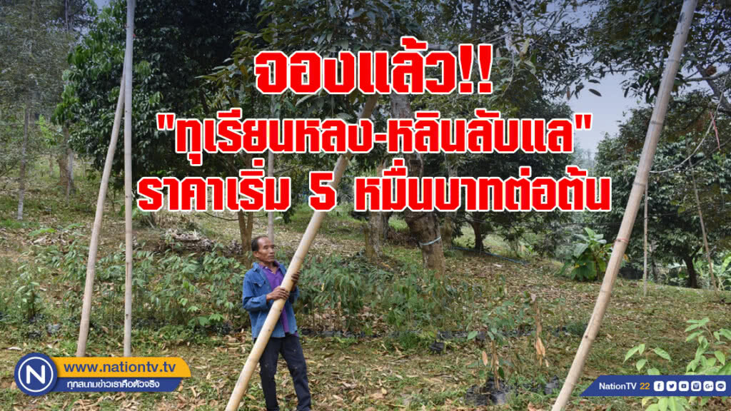 จองแล้ว "ทุเรียนหลง-หลินลับแล ตั้งแต่ติดผลอ่อน" ราคาเริ่ม 5 หมื่นบาทต่อต้น