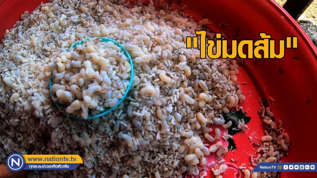 ชาวบ้านแห่ซื้อ "ไข่มดส้ม" ทำเมนูเด็ด ชาวบ้านแห่ซื้อ "ไข่มดส้ม" ทำเมนูเด็ด
