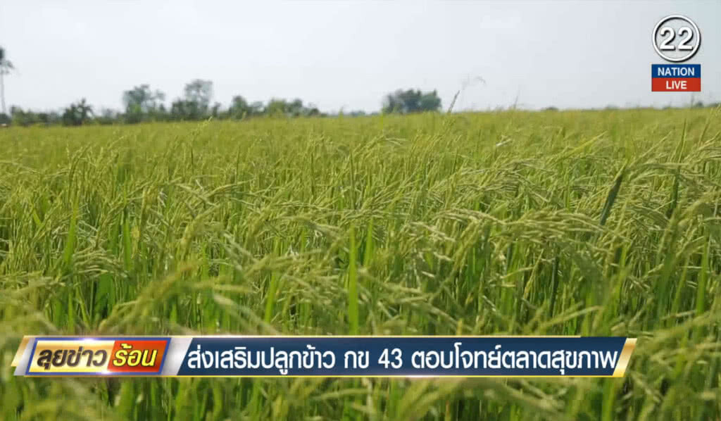 (คลิปข่าว) ส่งเสริมปลูกข้าว กข 43 ตอบโจทย์ตลาดสุขภาพ (คลิปข่าว) ส่งเสริมปลูกข้าว กข 43 ตอบโจทย์ตลาดสุขภาพ