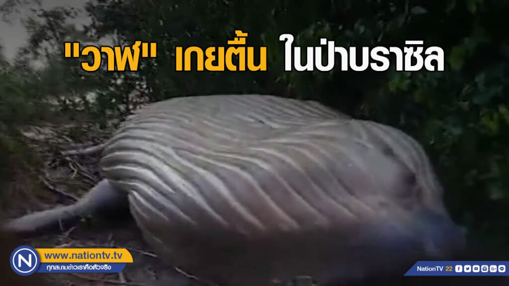 "วาฬ" เกยตื้นในป่าบราซิล "วาฬ" เกยตื้นในป่าบราซิล