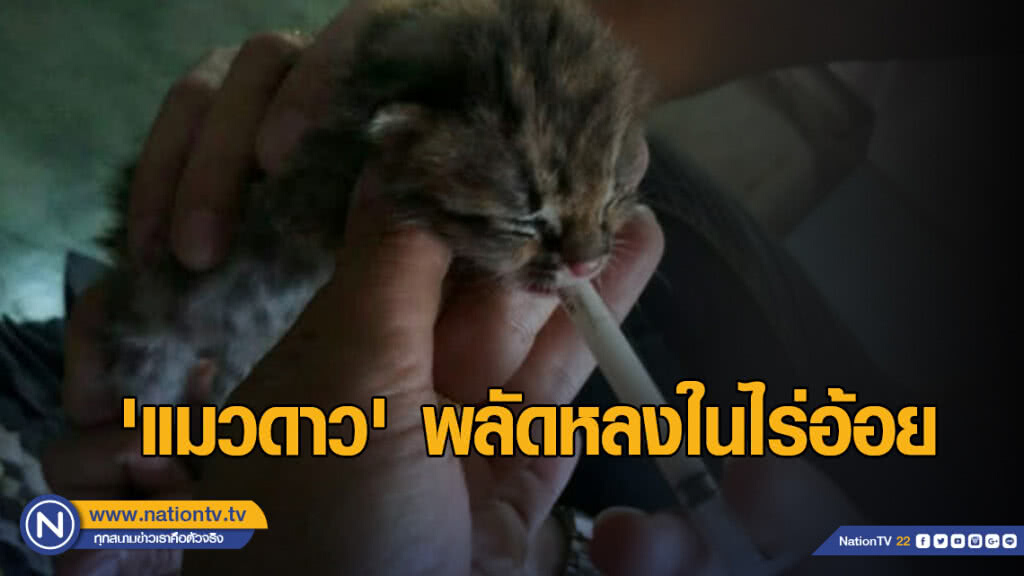 ชาวบ้านด่านมะขามเตี้ยพบ "แมวดาว" พลัดหลงในไร่อ้อย ชาวบ้านด่านมะขามเตี้ยพบ "แมวดาว" พลัดหลงในไร่อ้อย