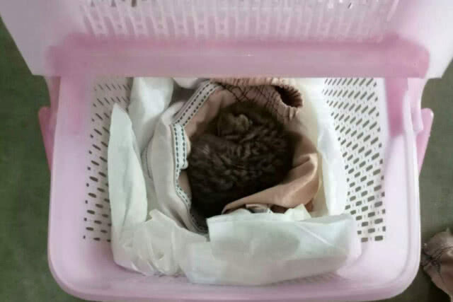 ชาวบ้านด่านมะขามเตี้ยพบ "แมวดาว"​ พลัดหลงในไร่อ้อย
