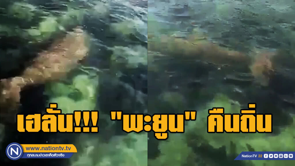 เฮลั่น! หายไปนาน "พะยูน" คืนถิ่น โผล่เกาะพะงัน เฮลั่น! หายไปนาน "พะยูน" คืนถิ่น โผล่เกาะพะงัน