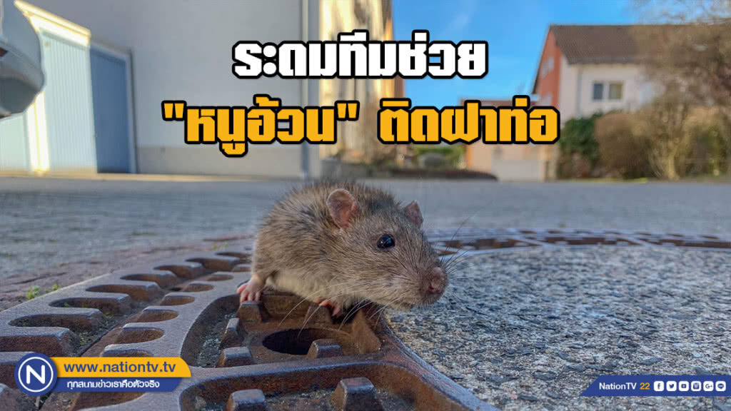 ชาวเน็ตแห่ชื่นชม!!! กู้ภัยเยอรมันระดมทีมช่วย "หนูอ้วน" ติดฝาท่อจนสำเร็จ (มีคลิป) ชาวเน็ตแห่ชื่นชม!!! กู้ภัยเยอรมันระดมทีมช่วย "หนูอ้วน" ติดฝาท่อจนสำเร็จ (มีคลิป)