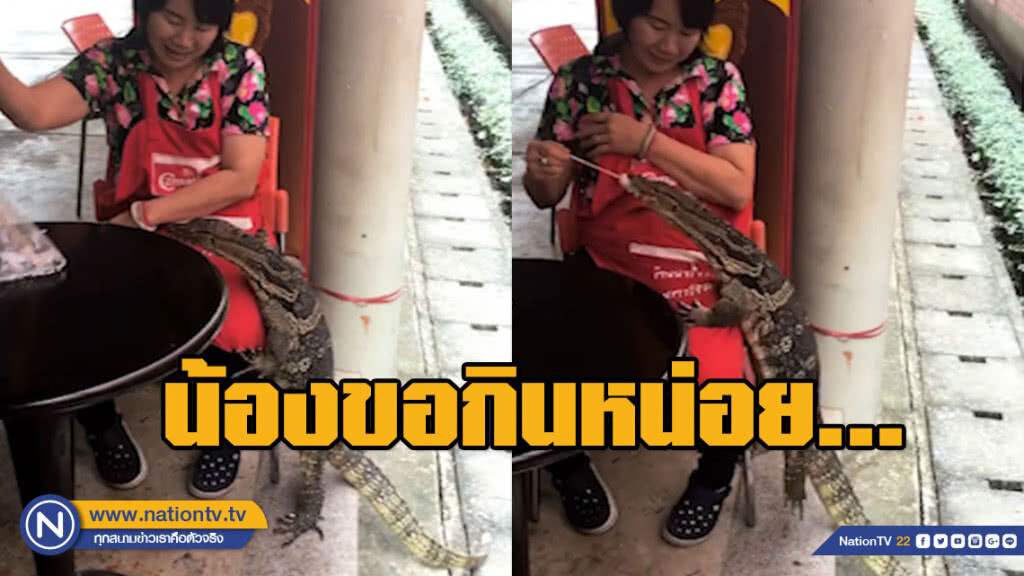 ชาวเน็ตเอ็นดู!!! "ตัวเงินตัวทอง" อ้อนขออาหารคนอย่างกับหมา