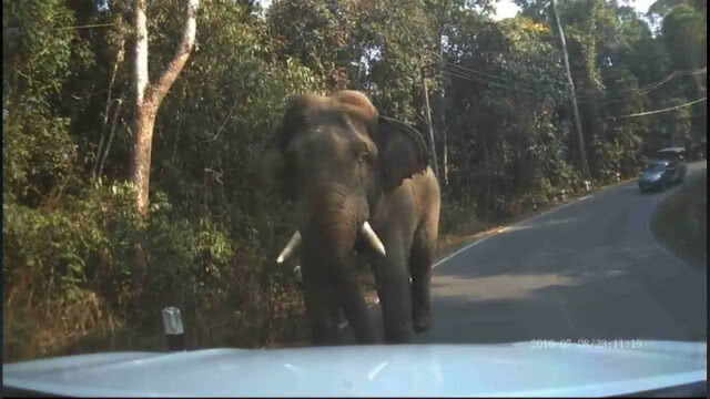 นักปั่นชัยภูมิ เผยนาทีสุดระทึกถูกช้างป่าเขาใหญ่ไล่
