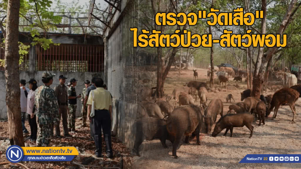 ตรวจ"วัดเสือ"ไร้สัตว์ป่วย-สัตว์ผอม