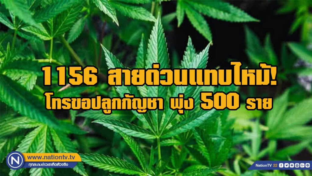 สายด่วน อย.1556 แทบไหม้! คนโทรถามขอปลูกกัญชาพุ่ง 500 ราย สายด่วน อย.1556 แทบไหม้! คนโทรถามขอปลูกกัญชาพุ่ง 500 ราย