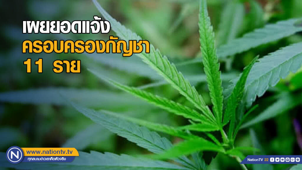 อย. เผยยอดแจ้งครอบครองกัญชา 11 ราย