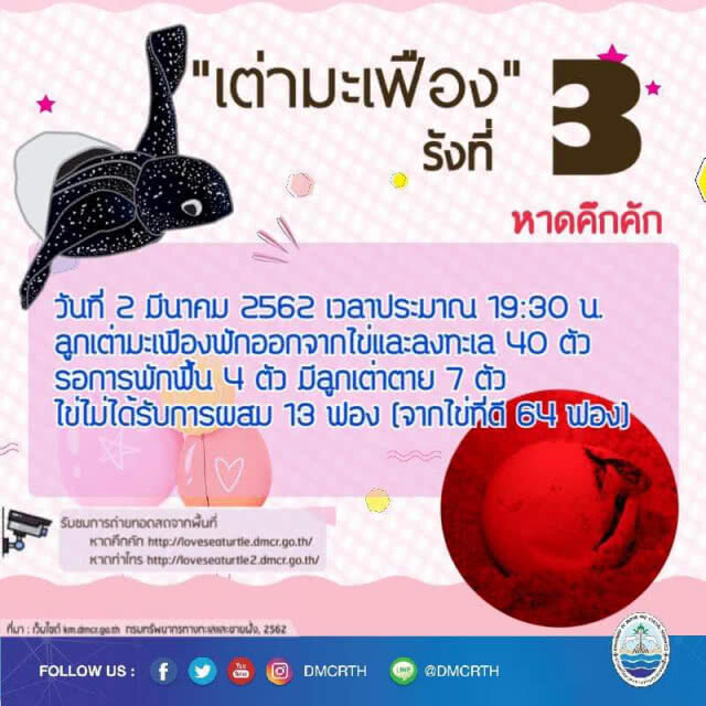 เต่ามะเฟืองรังสุดท้าย​ หาดคึกคัก​ ตาย​ 7​ รอด​ 40​ ตัวลงทะเล