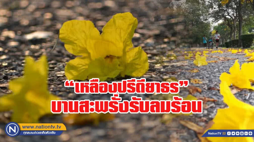 "เหลืองปรีดียาธร" บานสะพรั่งเหลืองอร่ามรับลมร้อน "เหลืองปรีดียาธร" บานสะพรั่งเหลืองอร่ามรับลมร้อน