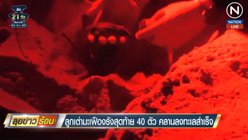 (คลิปข่าว) ลูกเต่ามะเฟืองรังสุดท้าย 40 ตัว คลานลงทะเลสำเร็จ (คลิปข่าว) ลูกเต่ามะเฟืองรังสุดท้าย 40 ตัว คลานลงทะเลสำเร็จ