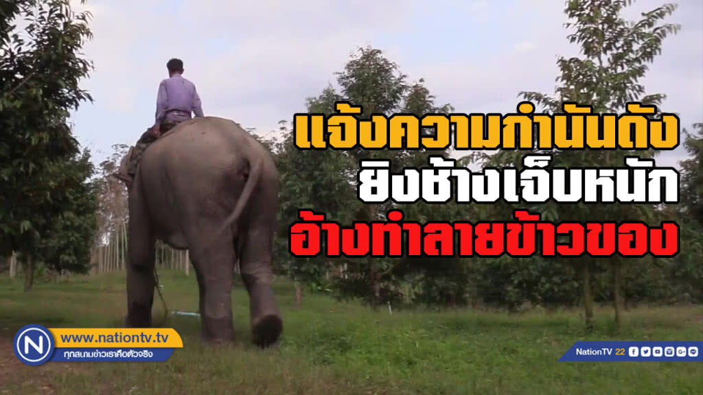 แจ้งความกำนันดังนครศรีธรรมราช ยิงช้างบาดเจ็บหนัก