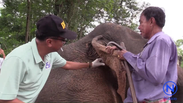 แจ้งความกำนันดังนครศรีธรรมราช ยิงช้างบาดเจ็บหนัก
